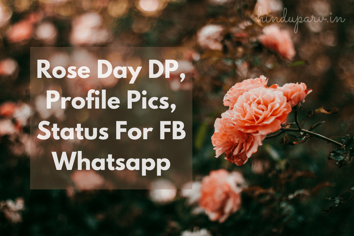 Rose Day 2021 DP, Profile Pics, Status For FB Whatsapp - Hindu Parv